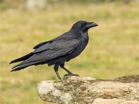 Exploring the Role of Crows in Mythology and Folklore