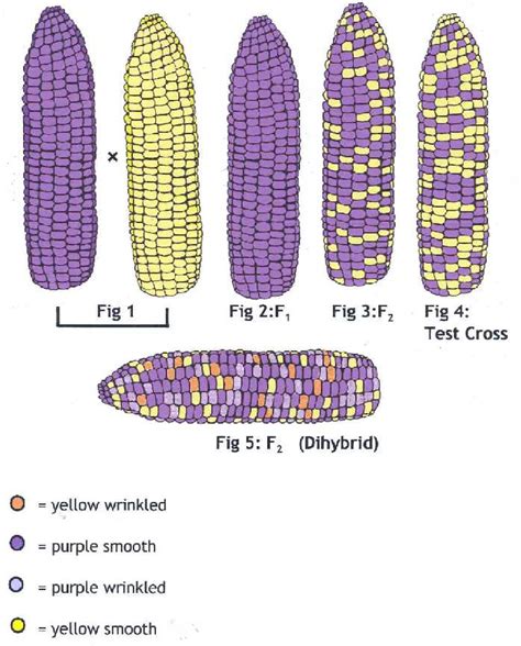 Exploring the Role of Genetics in Enhancing Corn Yield