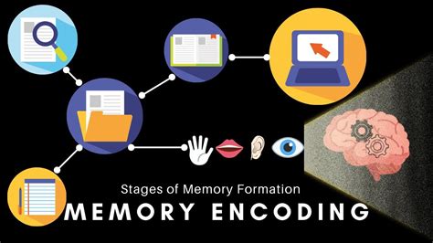 Exploring the Role of Memory Encoding