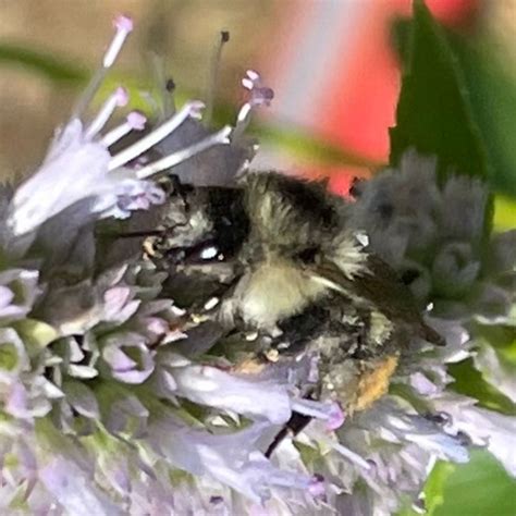 Exploring the Role of the Enigmatic Dark Bombus in Ecosystems