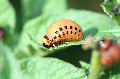 Exploring the Role of the Potato Bug in Ecological Systems