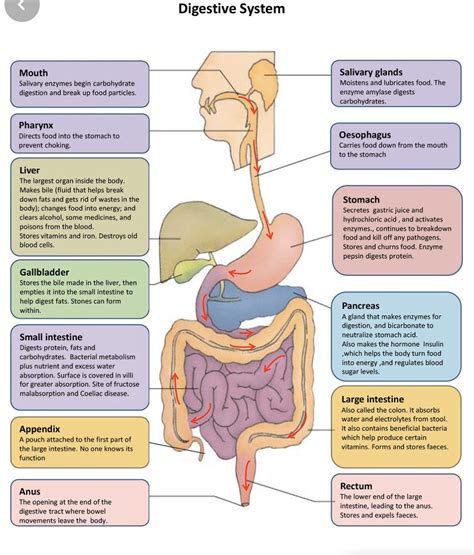 Exploring the Science and Physiology of Digestive Elimination