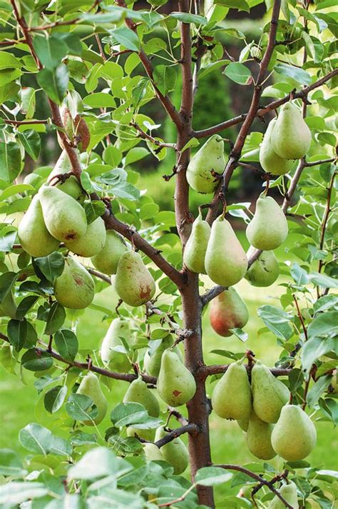 Exploring the Seasonal Availability and Optimal Locations for Locating Indigenous Pear Trees