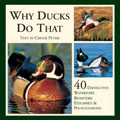 Exploring the Serene Realm of Ducks: Delving into their Distinctive Behaviors