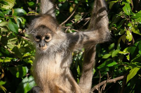 Exploring the Significance Behind the Demise of an Esteemed Arboreal Being