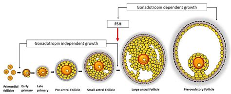 Exploring the Significance of Abdominal Follicles in Various Cultures