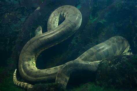 Exploring the Significance of Anaconda Dreams: Practical Tips for Understanding and Applying their Message in Everyday Life