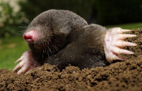 Exploring the Significance of Dreaming about a Lifeless Mole