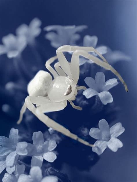 Exploring the Significance of Fear and Anxiety in the Interpretation of White Spider Dreams