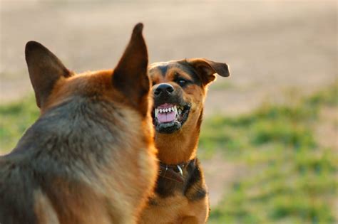 Exploring the Significance of Fear and Dominance in Canine Confrontation Scenarios