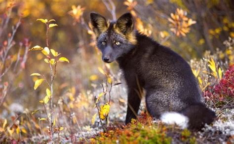 Exploring the Significance of Fox Hunting Across Different Regions