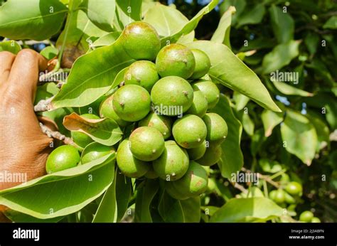 Exploring the Significance of Guinep Tree Dreamscapes