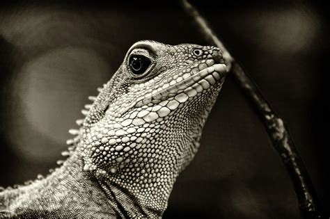 Exploring the Significance of Lizards in Indigenous Native American Lore