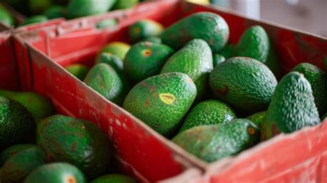 Exploring the Significance of Luscious and Exquisitely Green Avocados