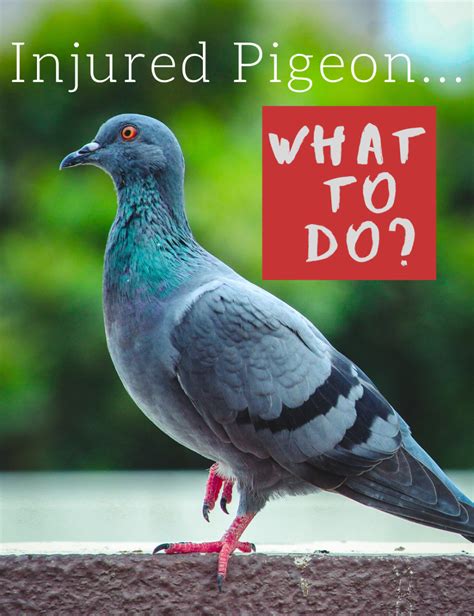 Exploring the Significance of Pigeons and Injuries