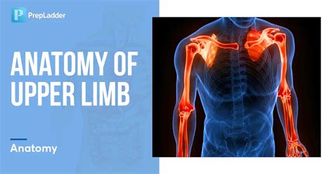 Exploring the Significance of Procedures on Specific Areas of the Upper Limb in Dreams