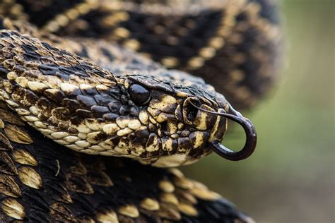 Exploring the Significance of Rattlesnakes: An In-Depth Analysis 