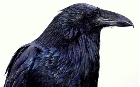 Exploring the Significance of Ravens Present in Your Residence