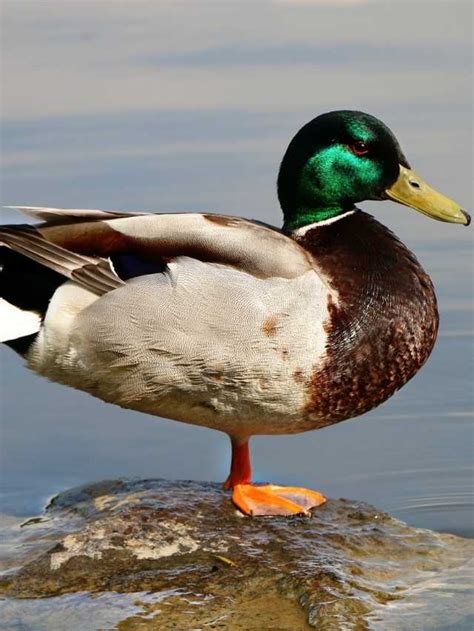 Exploring the Significance of a Damaged Waterfowl: Uncovering the Symbolism and Interpretations