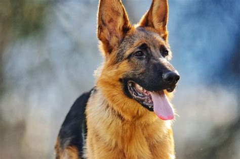 Exploring the Significance of a German Shepherd