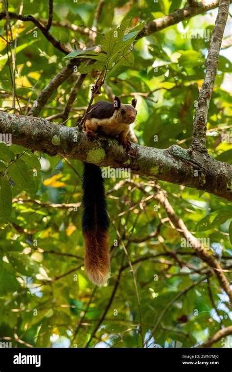 Exploring the Significance of a Golden Arboreal Wonder