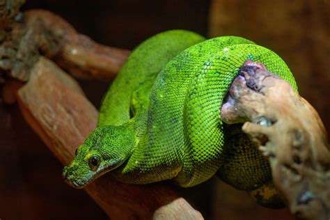 Exploring the Significance of a Green Snake in Dream Interpretation