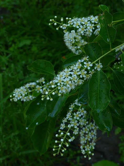 Exploring the Significance of the Bitter Leaf Symbol in Dreams