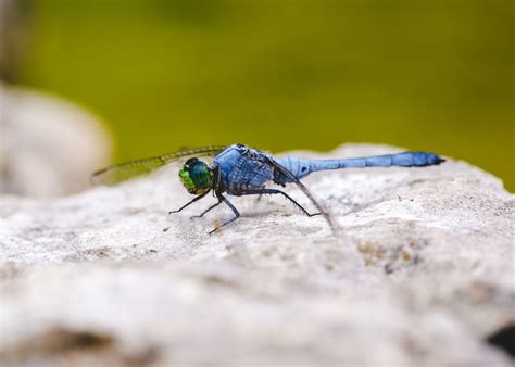 Exploring the Significance of the Blue Dragonfly in Art and Literature