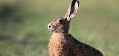 Exploring the Significance of the Brown Hare in Indigenous American Culture