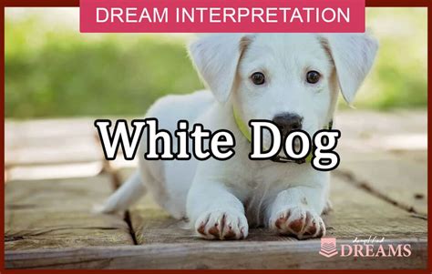 Exploring the Significance of the Color White in Canine Dream Symbolism