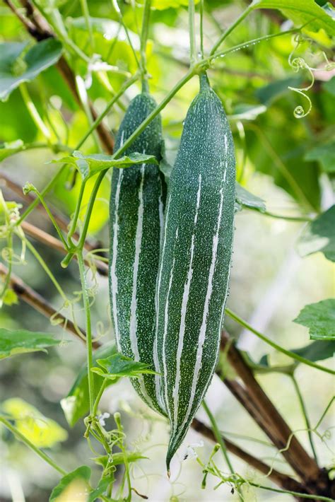 Exploring the Significance of the Enigmatic Snake Gourd for Personal Evolution and Enlightenment