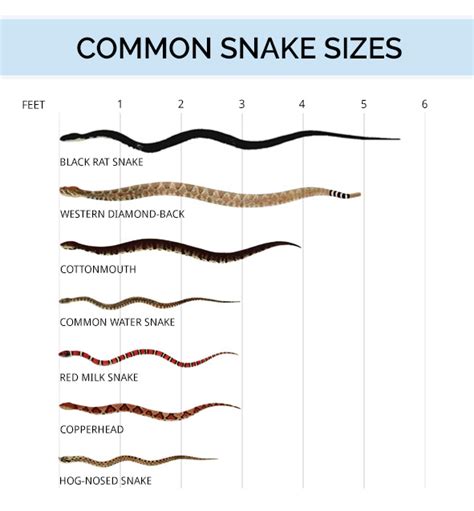 Exploring the Size and Proportions of the Serpent