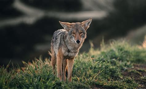 Exploring the Spiritual Significance of Coyotes in Dream Interpretation