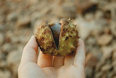 Exploring the Spiritual Significance of Dreaming about Consuming Chestnuts