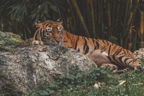 Exploring the Spiritual Significance of Tigers in Dreams