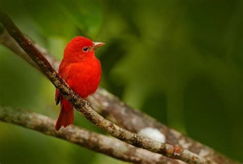 Exploring the Spiritual Significance of a Crimson Avian Vision