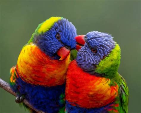 Exploring the Splendor of the Avian Rainbow: Why Colorful Birds Captivate Our Imagination