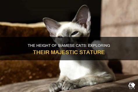 Exploring the Stature and Silhouette of the Sleek Feline