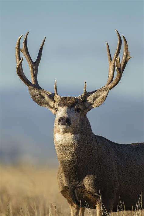 Exploring the Stature of Alabama's Majestic Buck