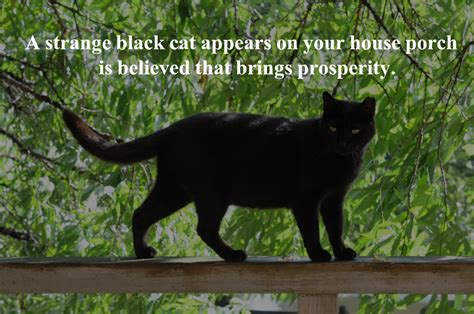 Exploring the Superstitious Beliefs Linked to Ebony Felines in Dreams