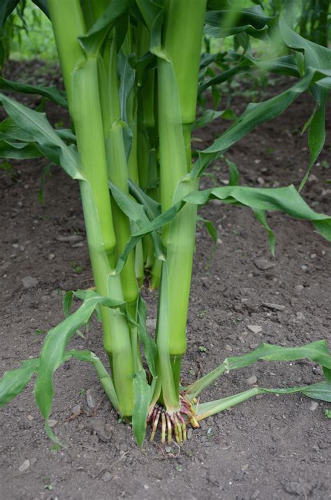 Exploring the Sustainable Practices in Cultivating Sweet Stalks