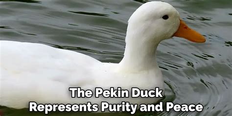 Exploring the Symbolic Association between Ducks and Purity