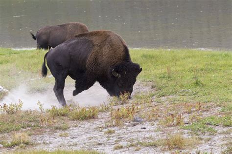 Exploring the Symbolic Importance of the Charging Bison