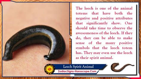 Exploring the Symbolic Meaning of Leeches