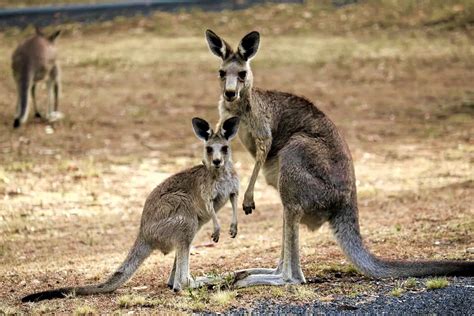 Exploring the Symbolic Meaning of a Kangaroo in Your Dreams