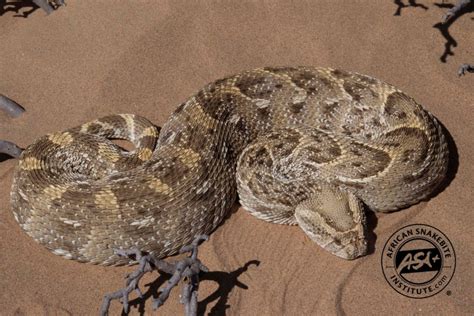 Exploring the Symbolic Representation of the Puff Adder Snake as a Catalyst for Transformation and Rebirth