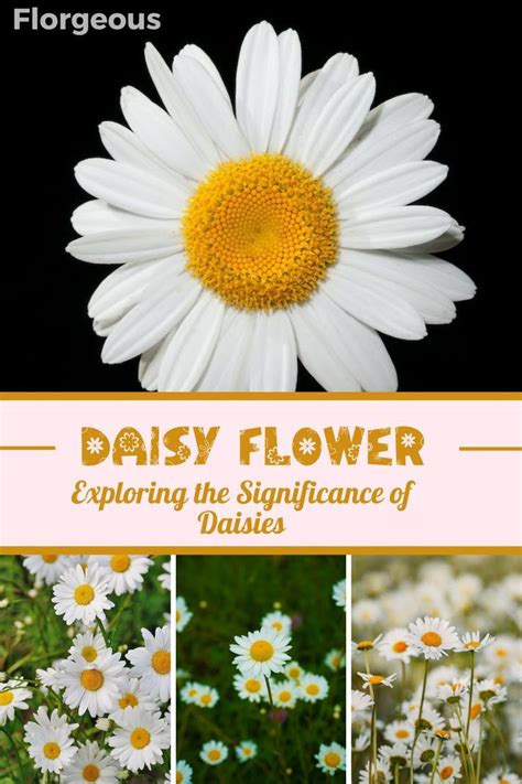 Exploring the Symbolic Significance of Golden Daisies in Art and Literature