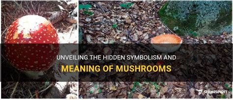 Exploring the Symbolic Significance of Mushroom Imagery in Dreams: A Journey from Growth to Decay