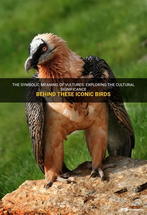 Exploring the Symbolic Significance of Vultures in Unusual Domestic Scenarios