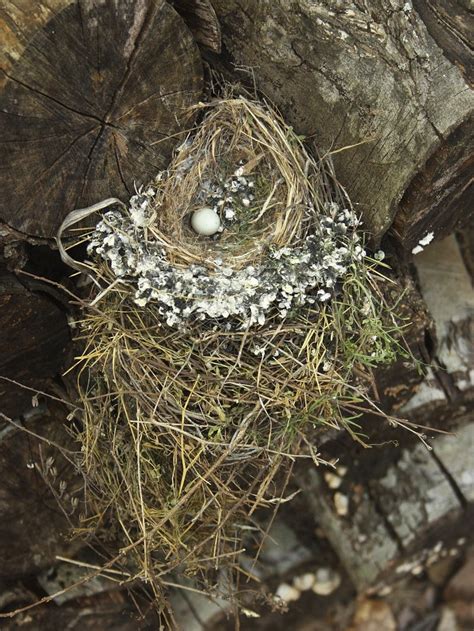 Exploring the Symbolic Significance of a Nest for Newborn Birds